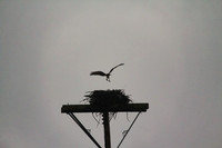 Osprey